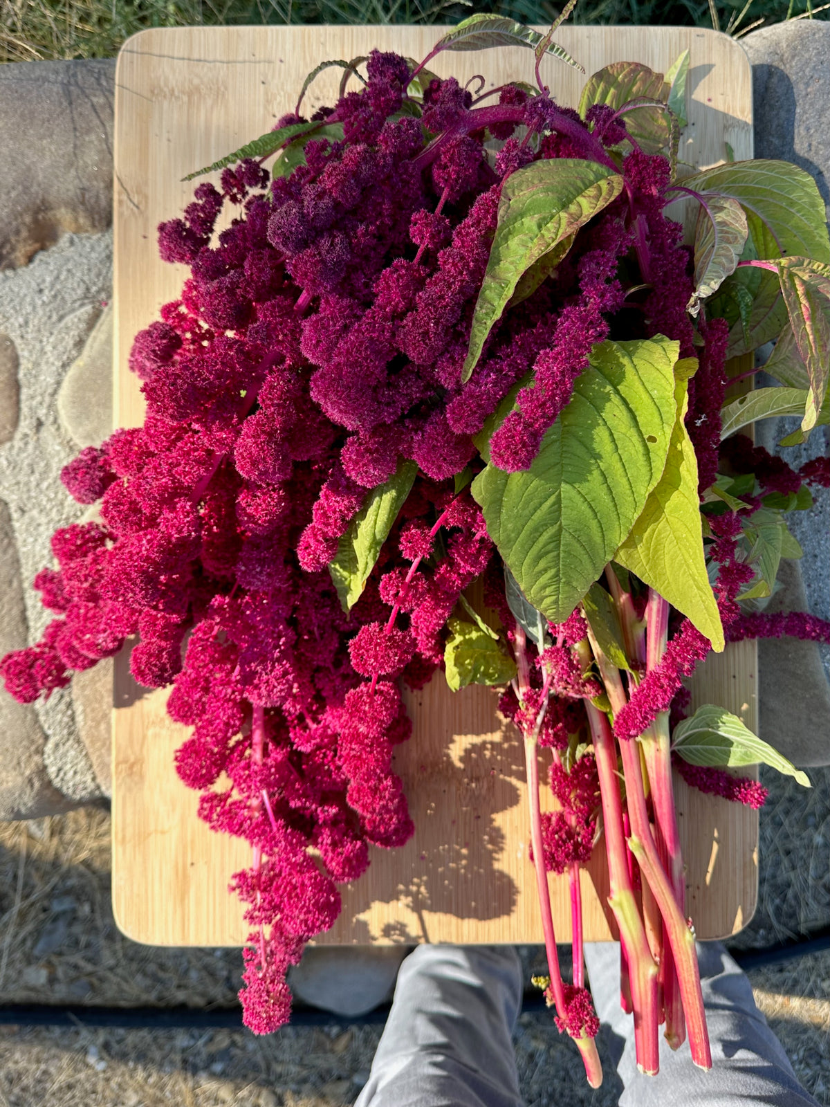 Dreadlocks Amaranth
