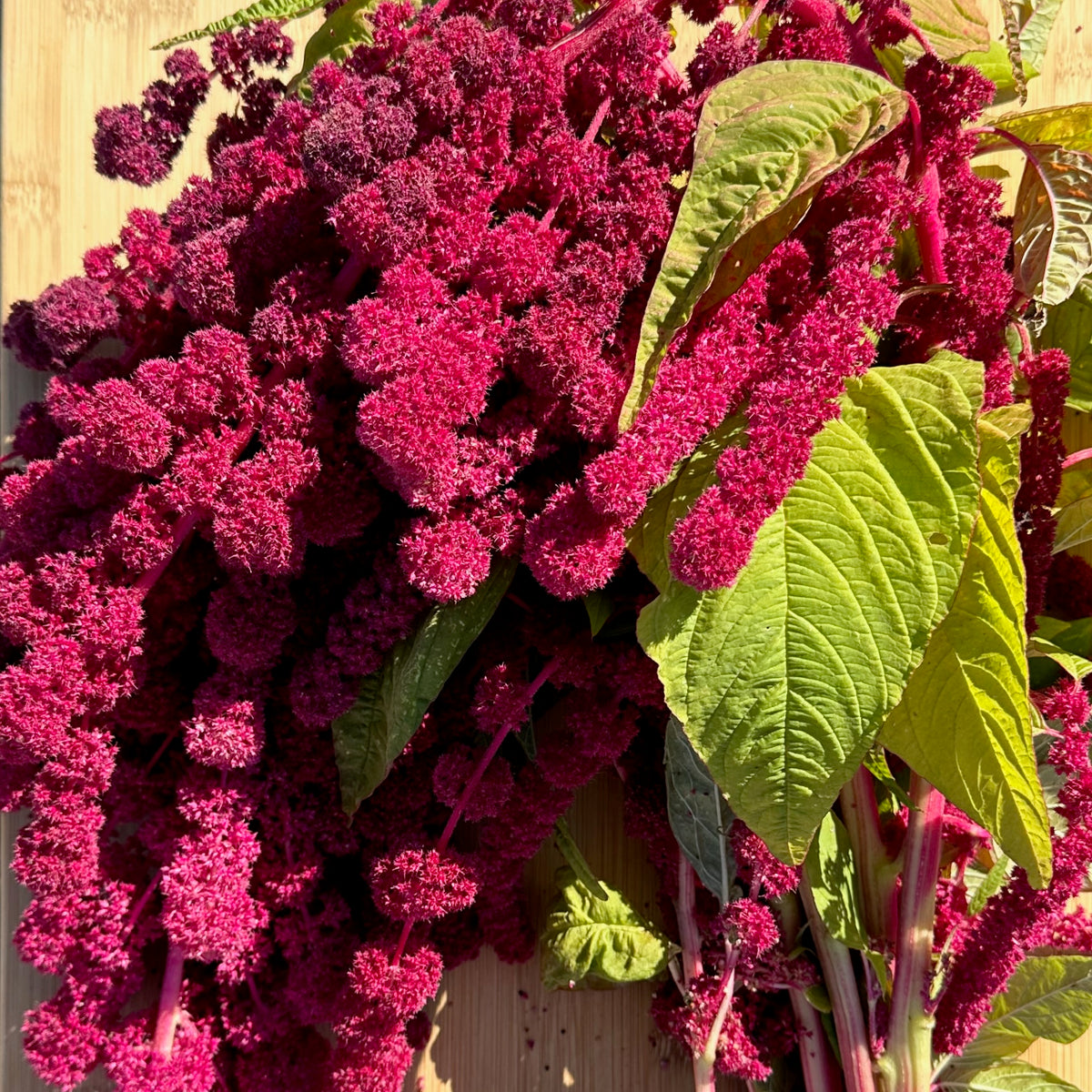Dreadlocks Amaranth