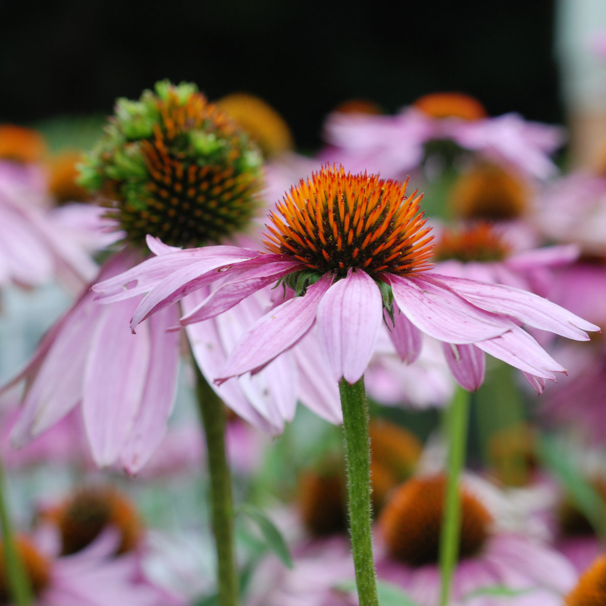 bulk echinacea seeds Echinacea Purpurea / Eastern Coneflower Seeds BULK: 3,300 Seeds (0.5 ounce), OG