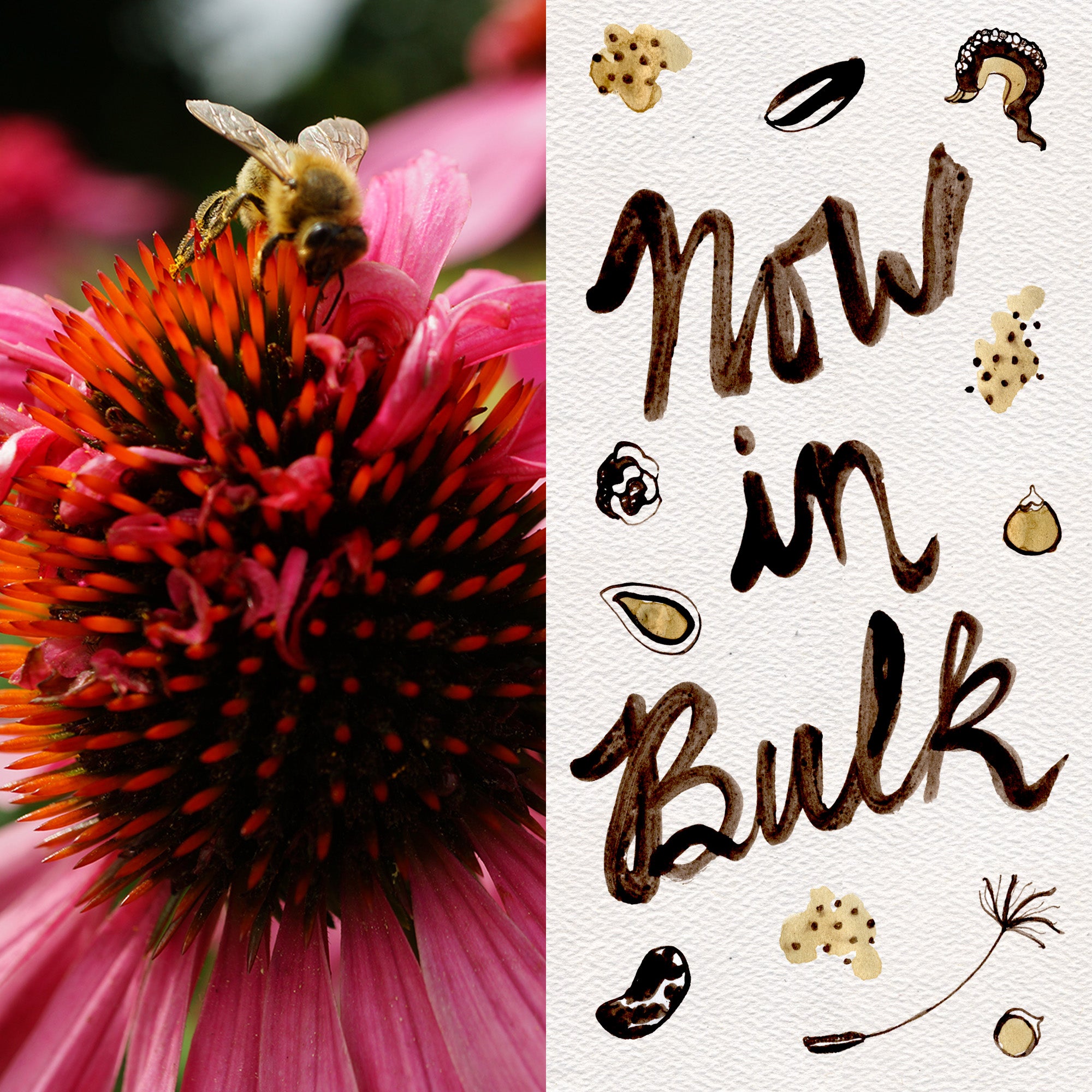 echinacea seeds organic Echinacea Purpurea / Eastern Coneflower Seeds BULK: 3,300 Seeds (0.5 ounce), OG