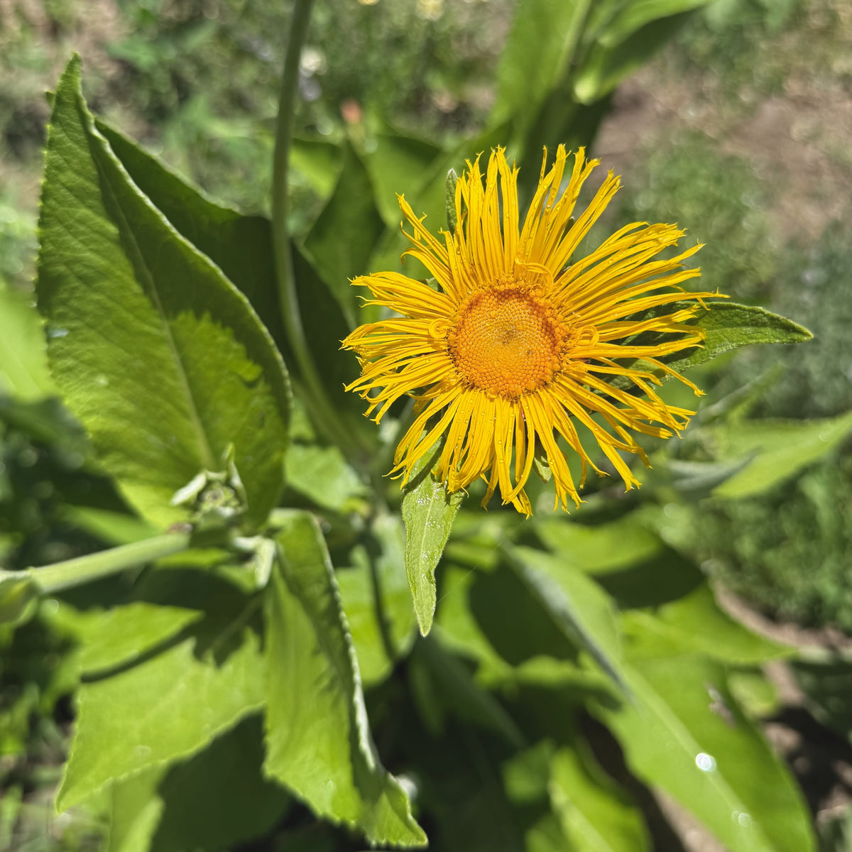 Elecampane