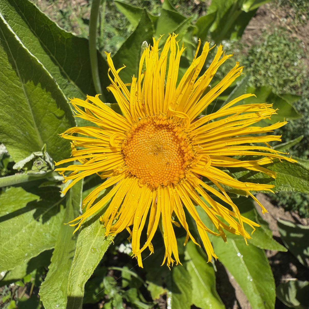 Elecampane