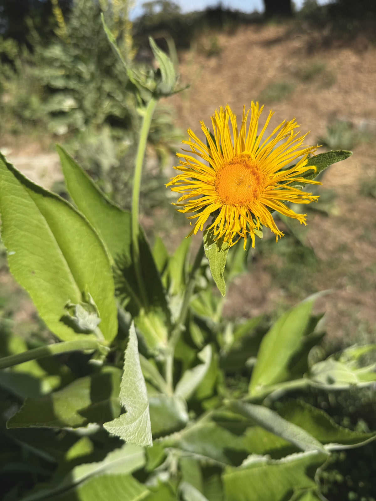 Elecampane