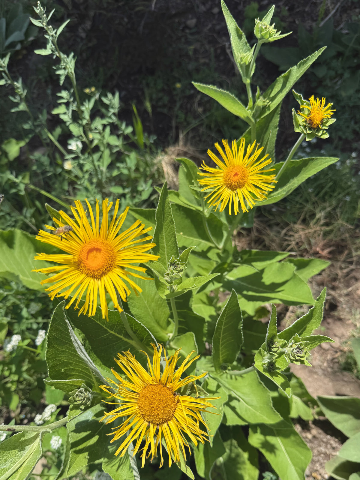 Elecampane
