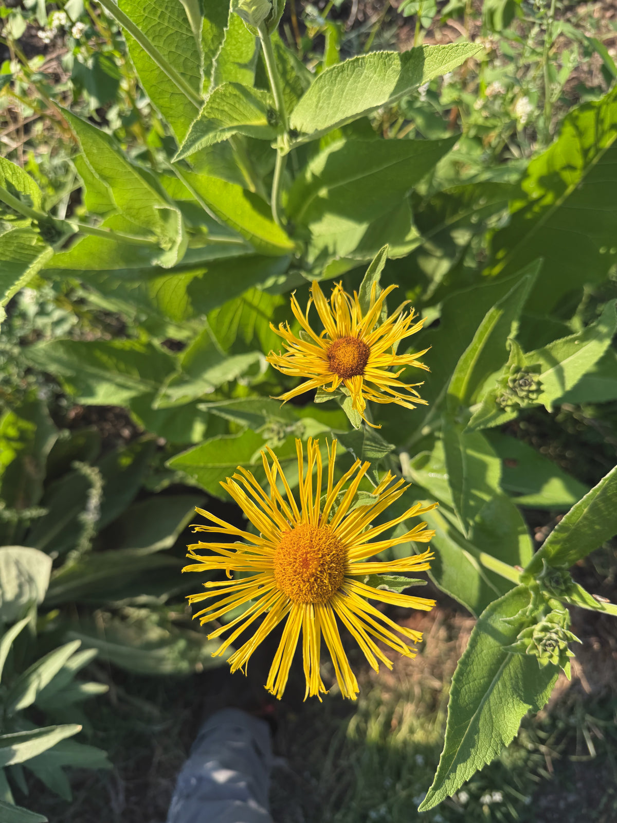 Elecampane