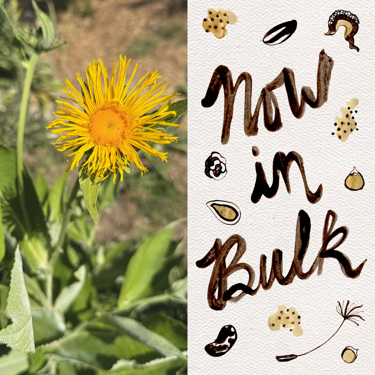 Elecampane