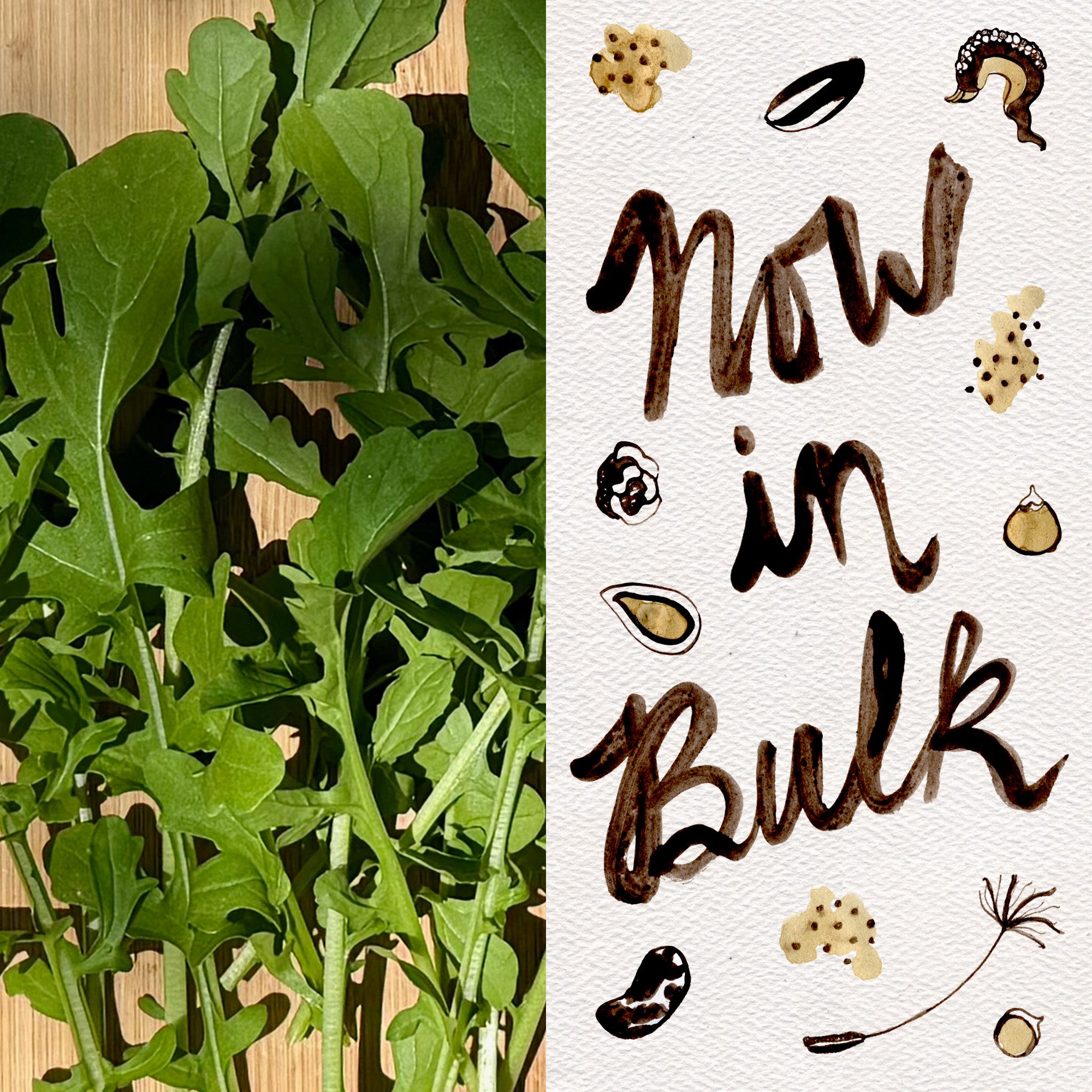 arugula plant seeds Esmee Arugula Seeds BULK: 18,000 Seeds (1 ounce)
