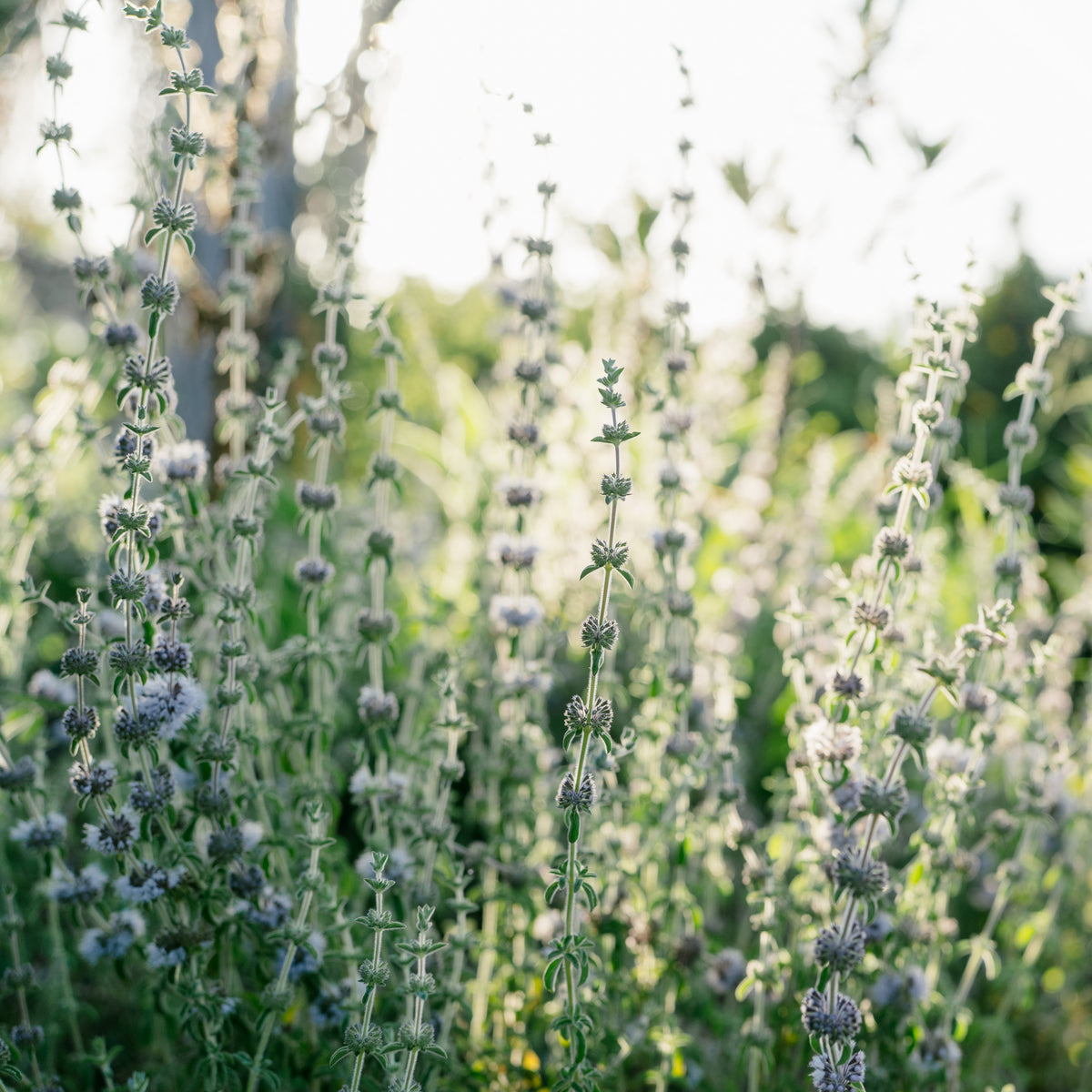 European Pennyroyal