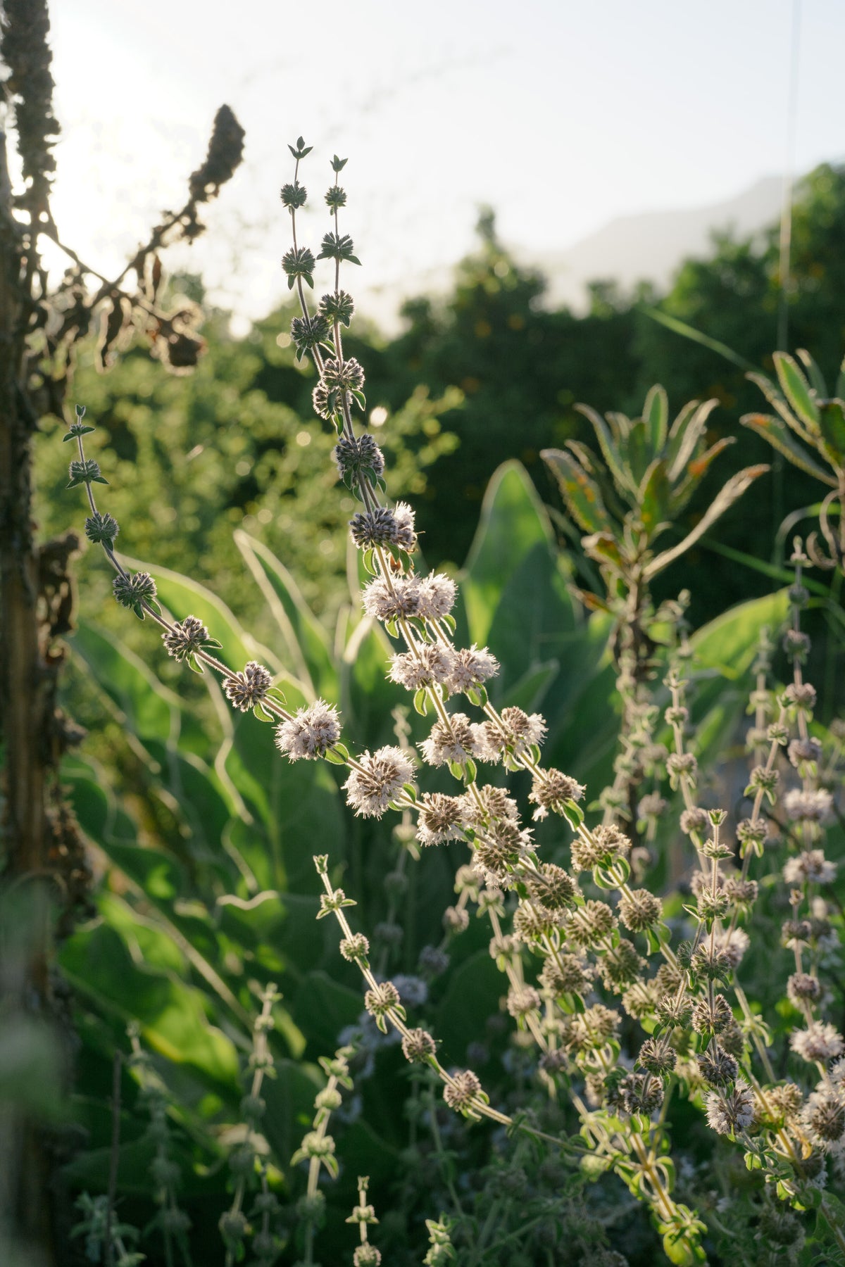 European Pennyroyal
