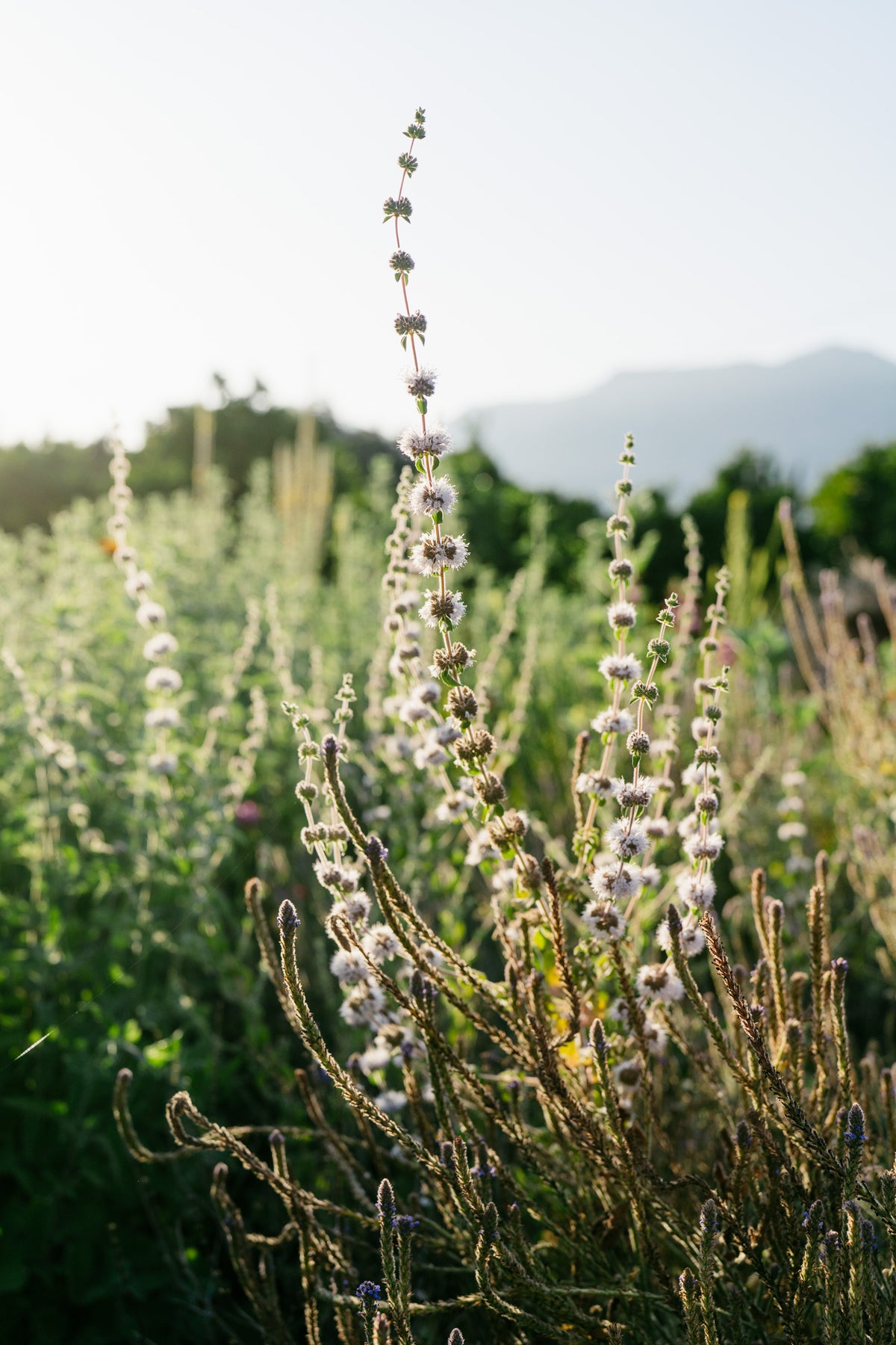 European Pennyroyal