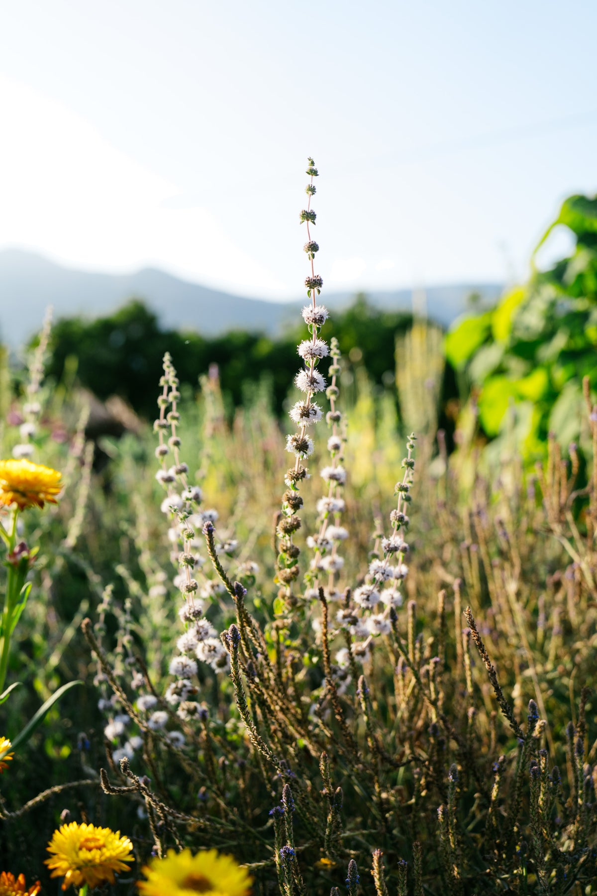 European Pennyroyal