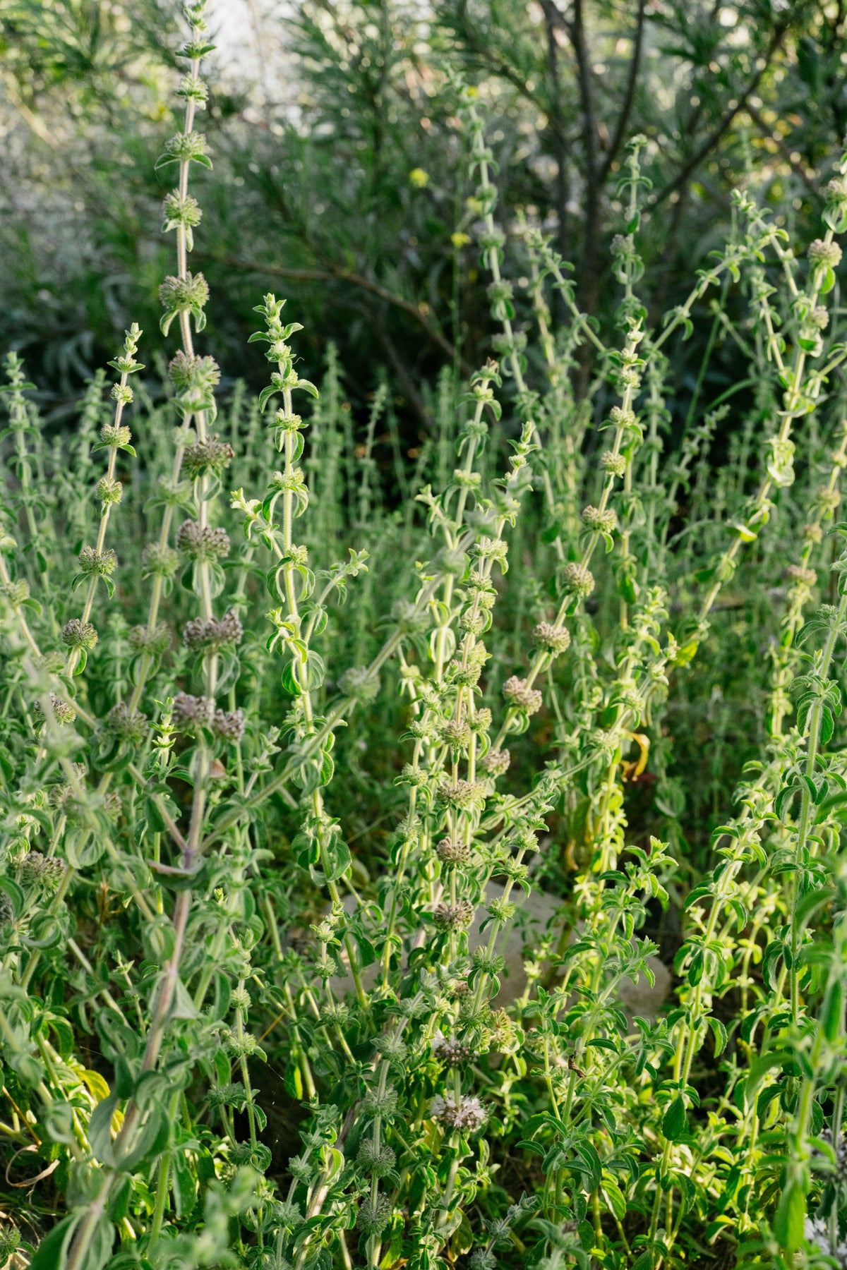European Pennyroyal