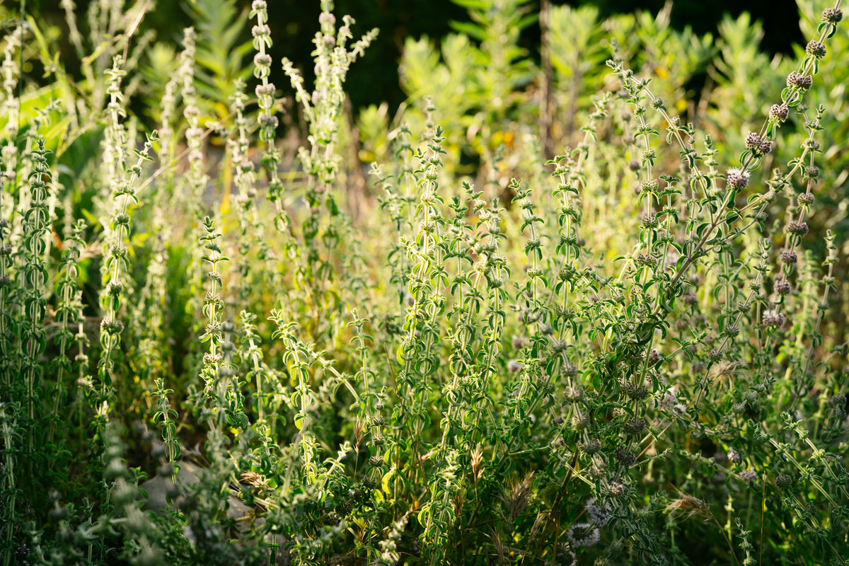 European Pennyroyal