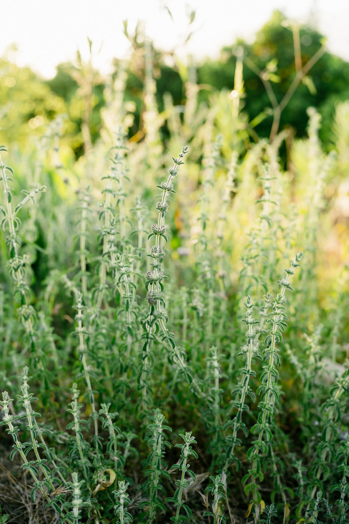 European Pennyroyal