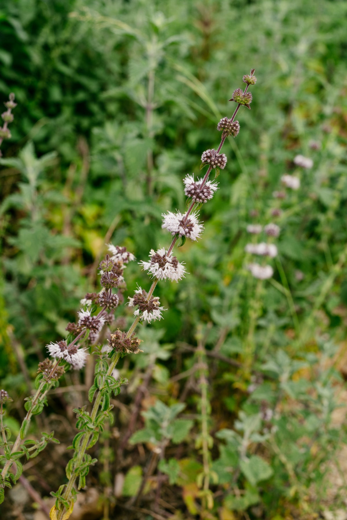 European Pennyroyal