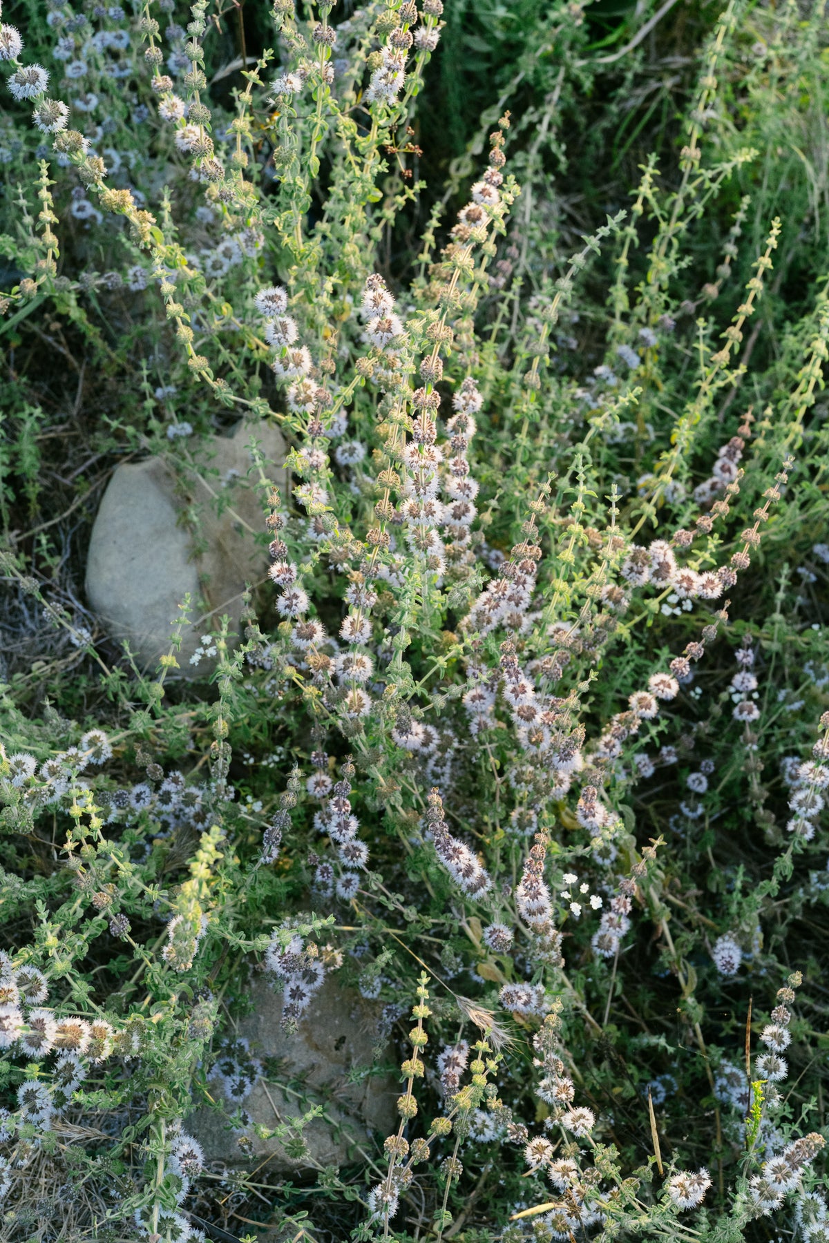 European Pennyroyal