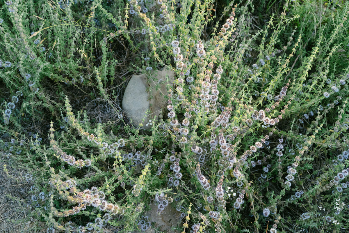European Pennyroyal