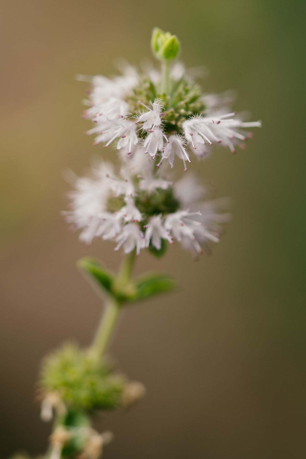 European Pennyroyal