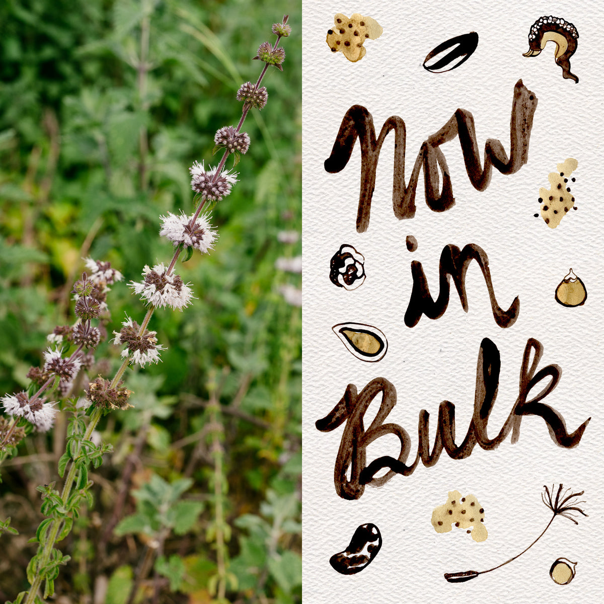 European Pennyroyal