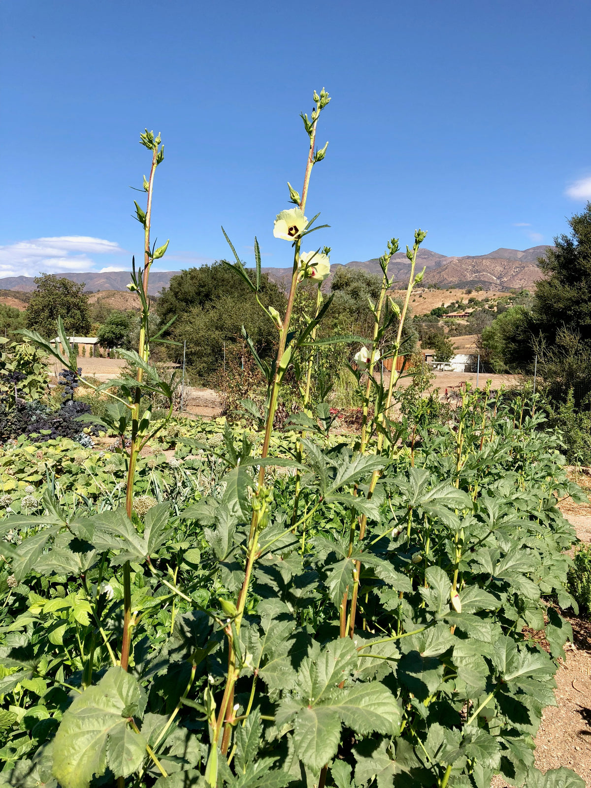 Evertender Okra