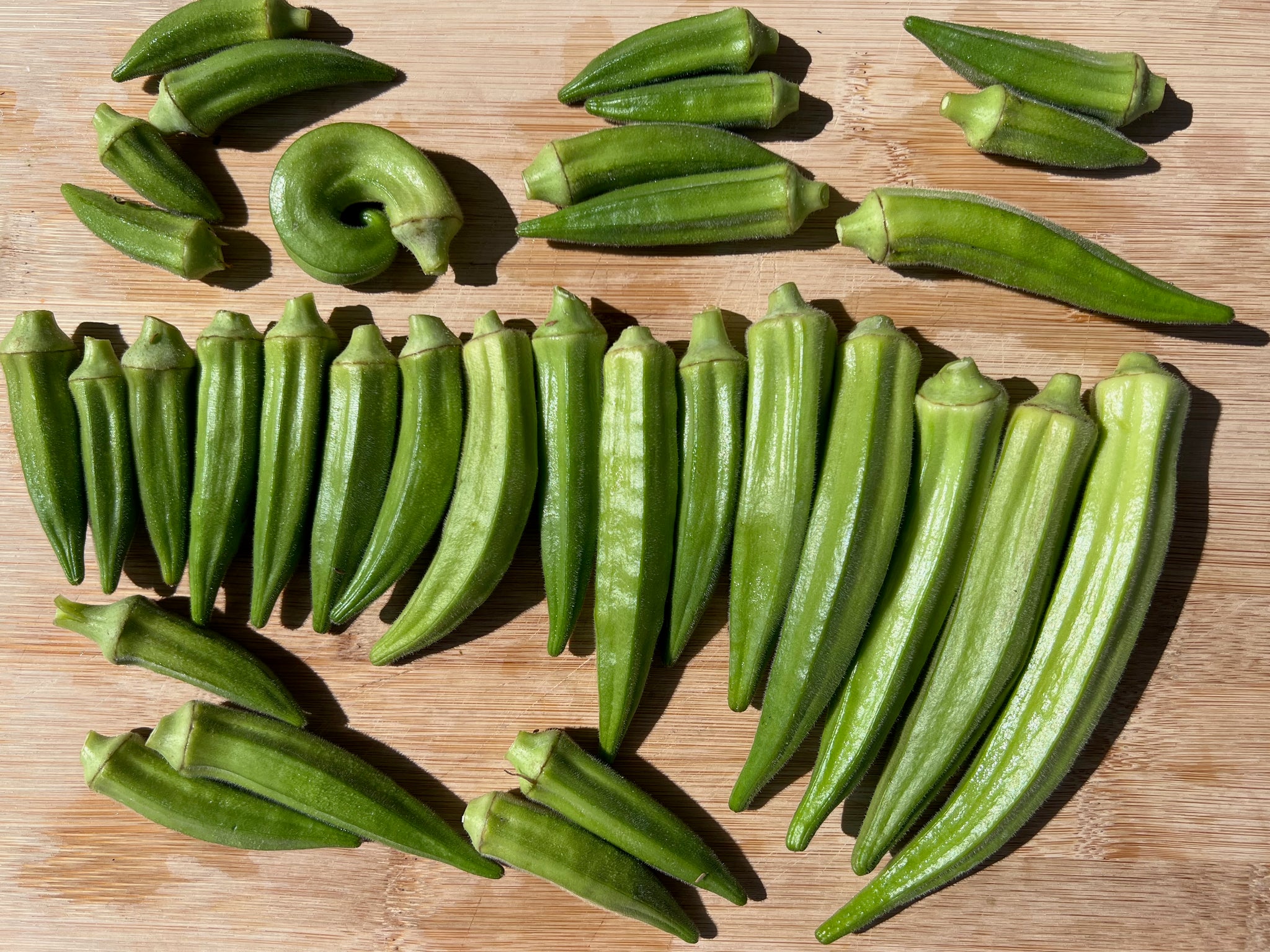 best okra seeds to plant Evertender Okra Seeds