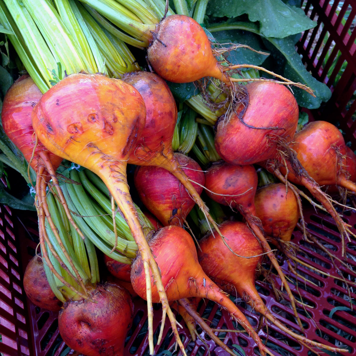 Fall Workhorses Seed Collection - Seven Packets