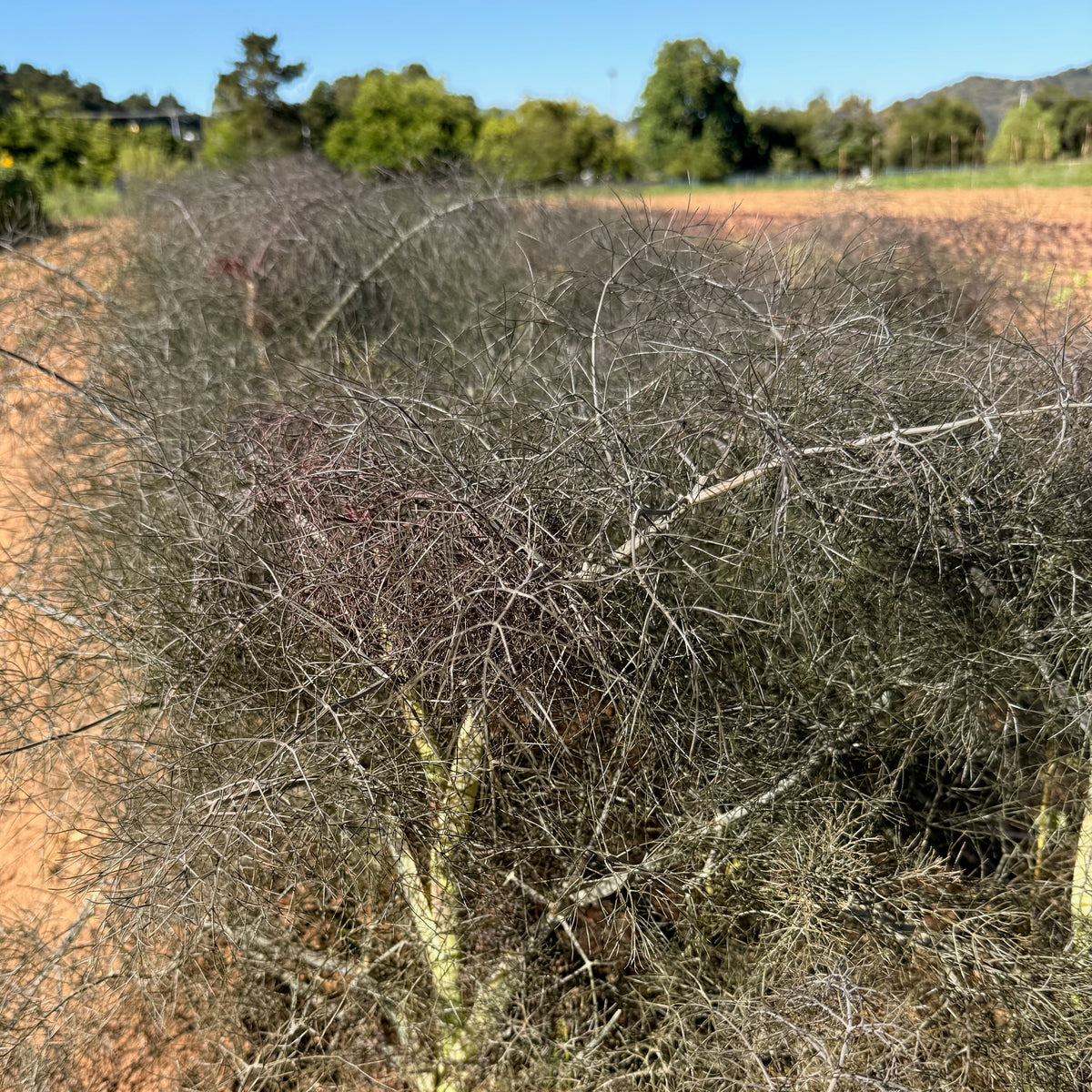 Bronze Fennel