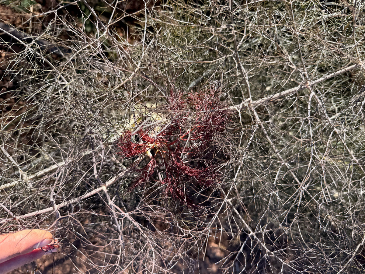 Bronze Fennel