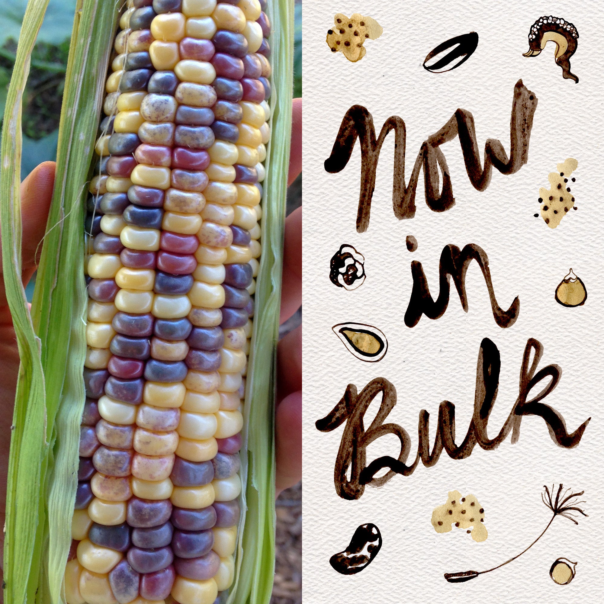 best corn seeds to plant Festivity Sweet Corn Seeds