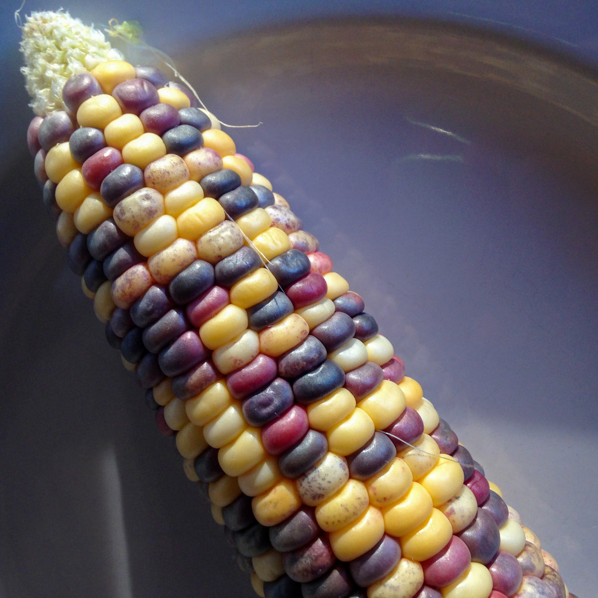Festivity Sweet Corn