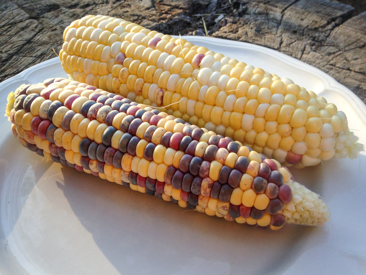 Festivity Sweet Corn