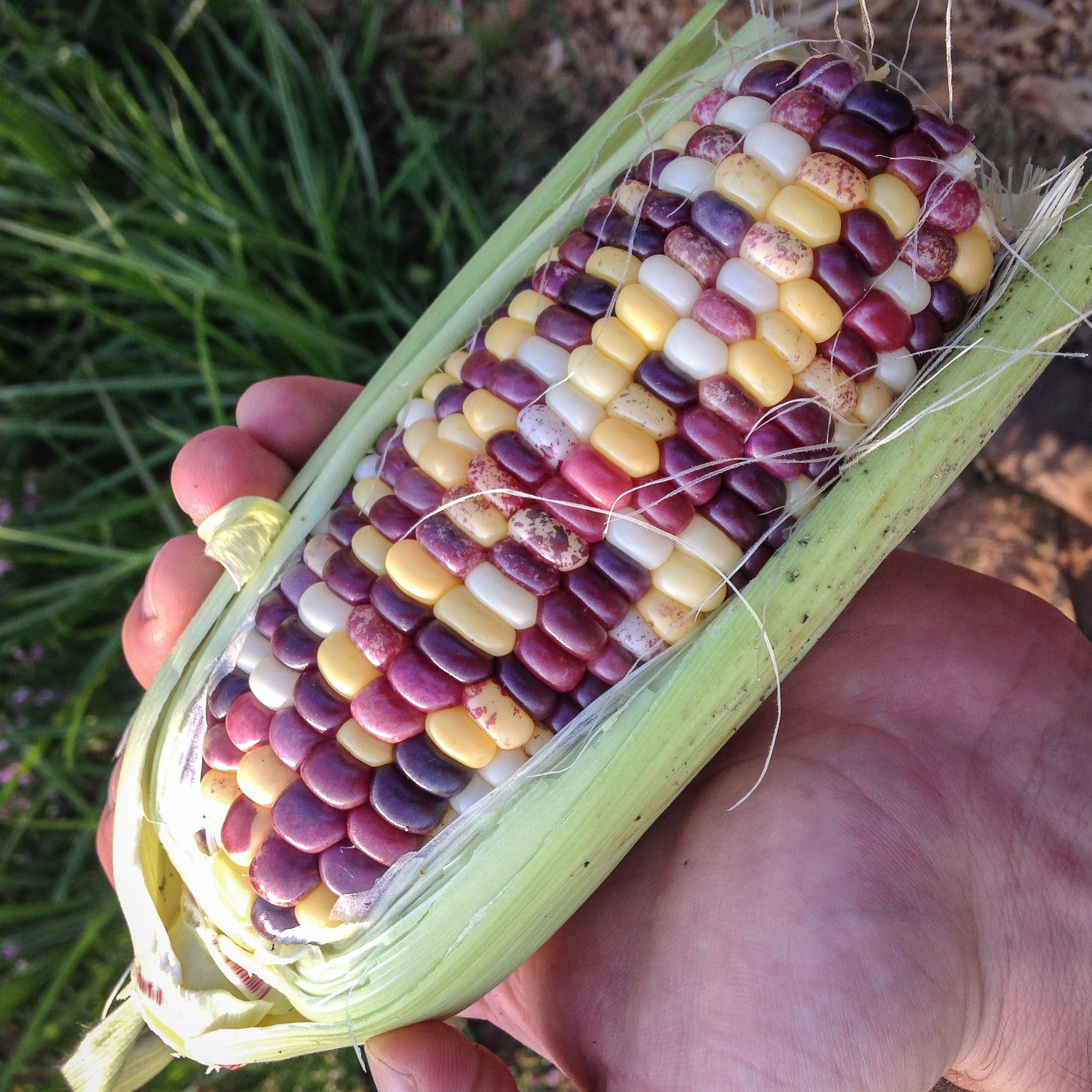 Festivity Sweet Corn Seeds