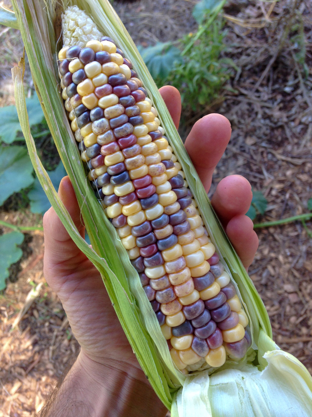 Festivity Sweet Corn