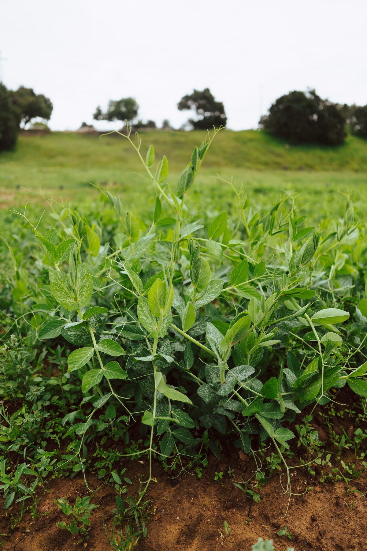 Field / Forage Pea