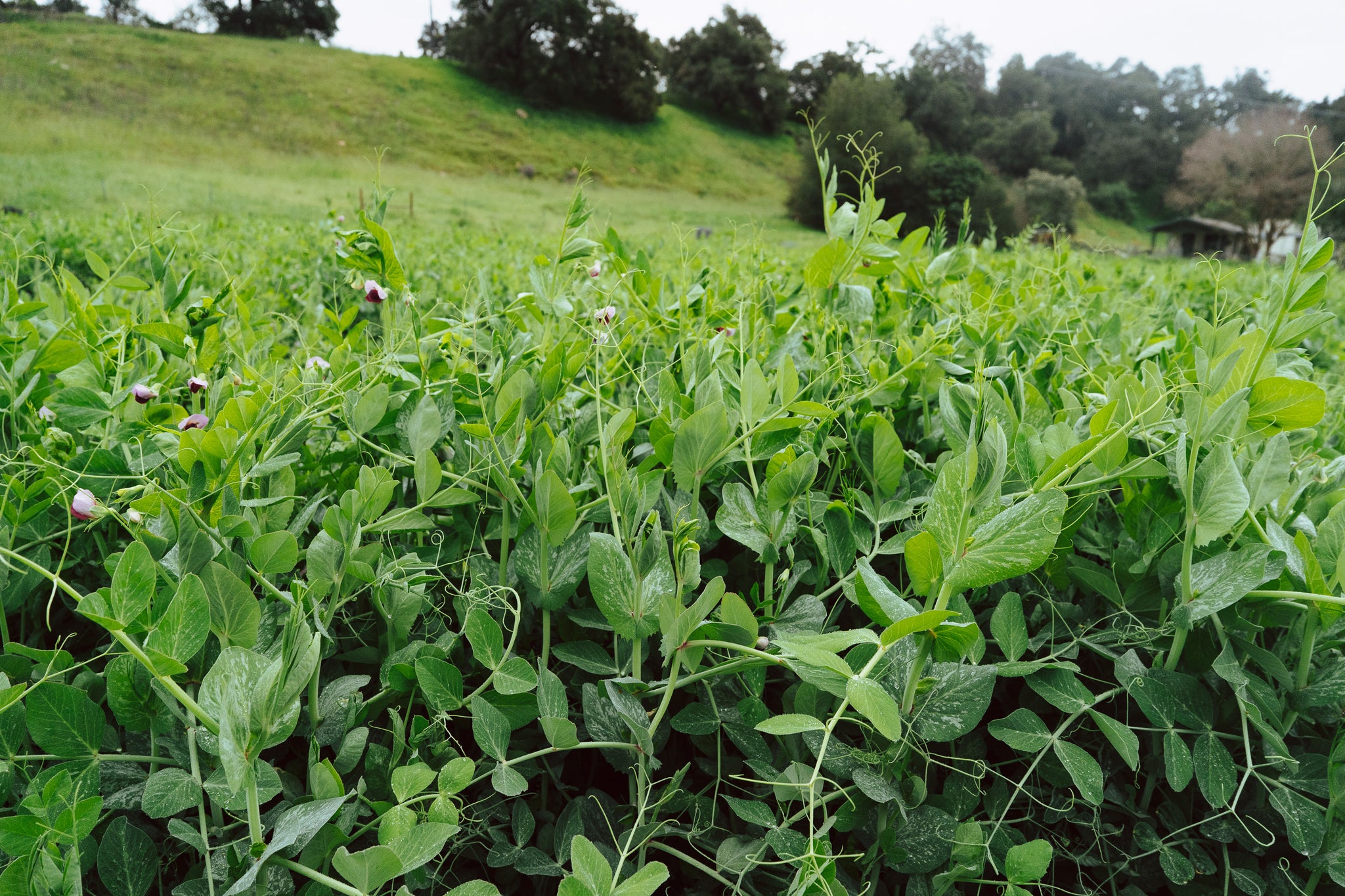 Field / Forage Pea Seed - The Plant Good Seed Company