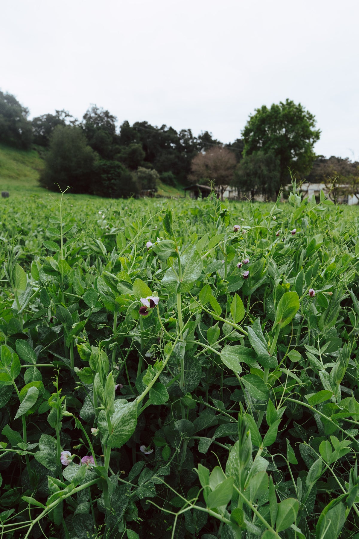 Field / Forage Pea