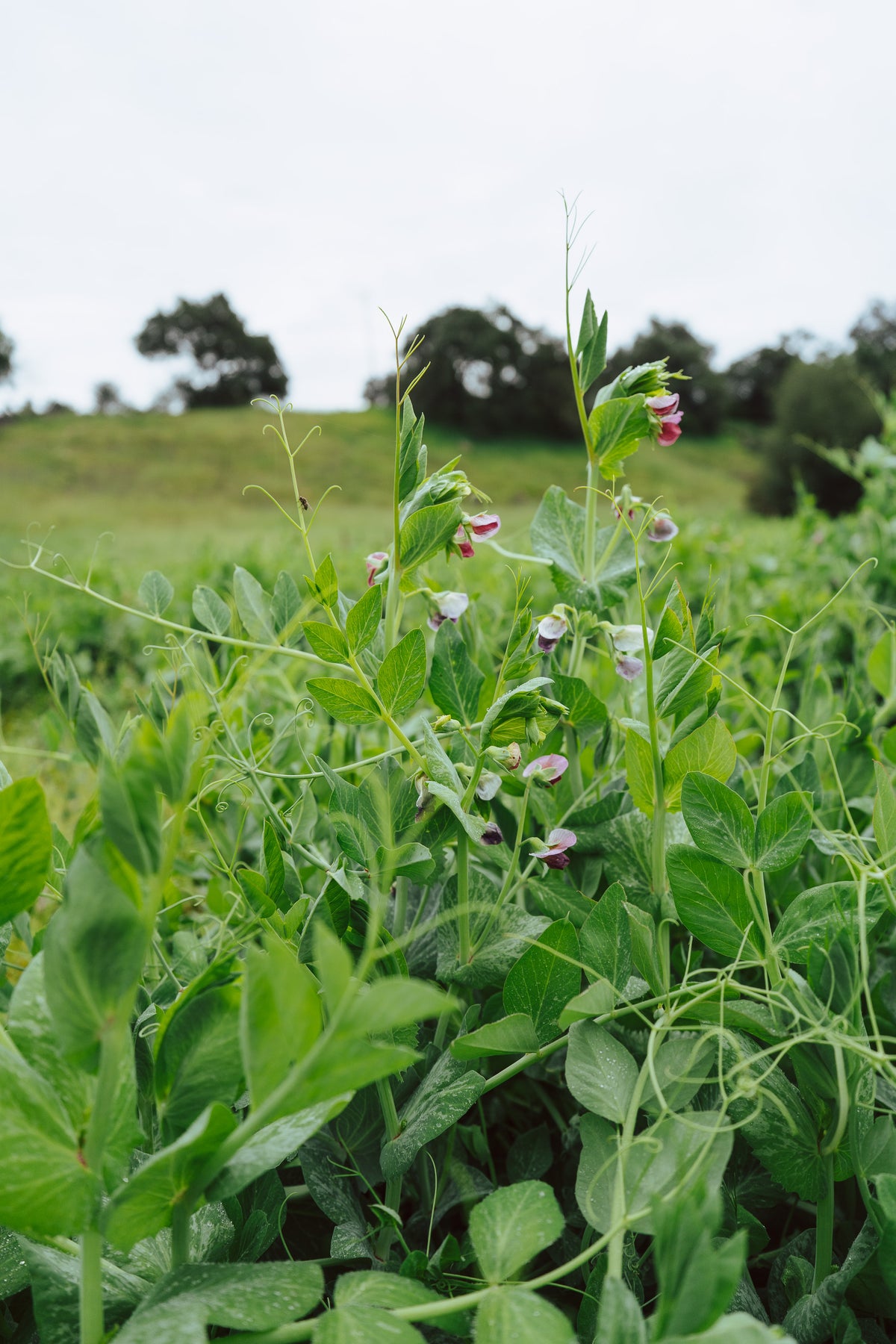 Field / Forage Pea