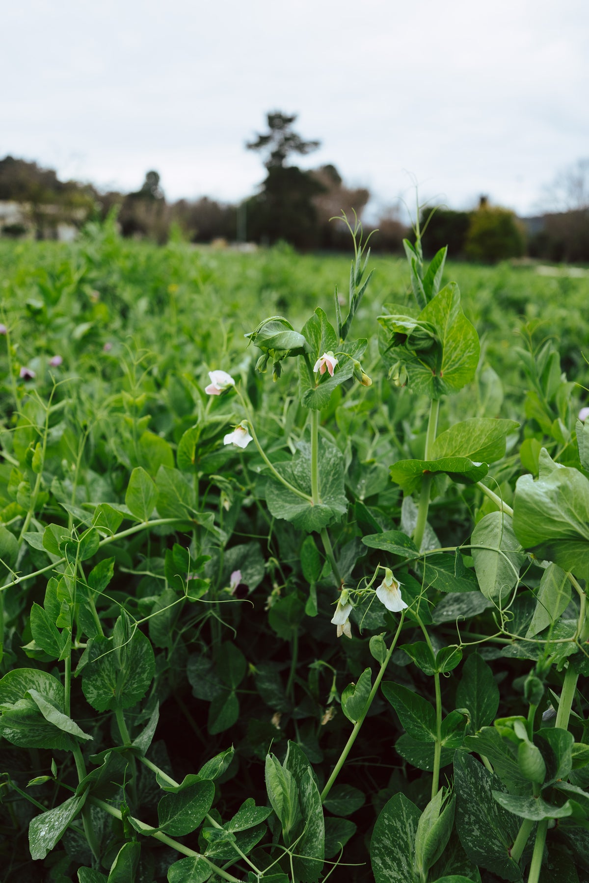 plant peas from seed Field / Forage Pea Seed