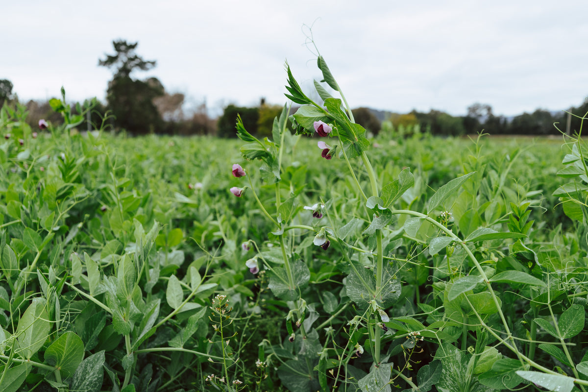 Field / Forage Pea