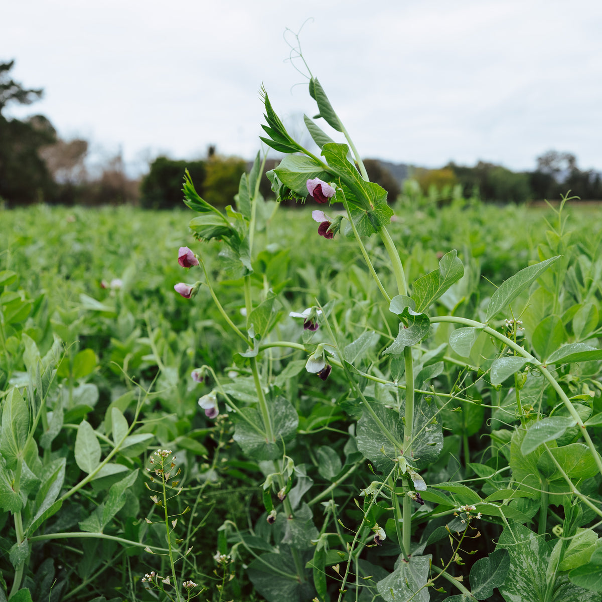 Field / Forage Pea