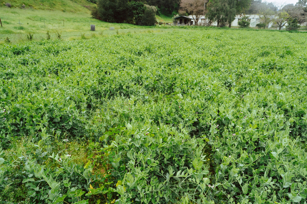 Field / Forage Pea