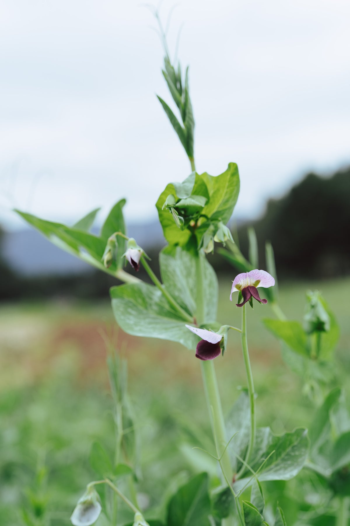Field / Forage Pea