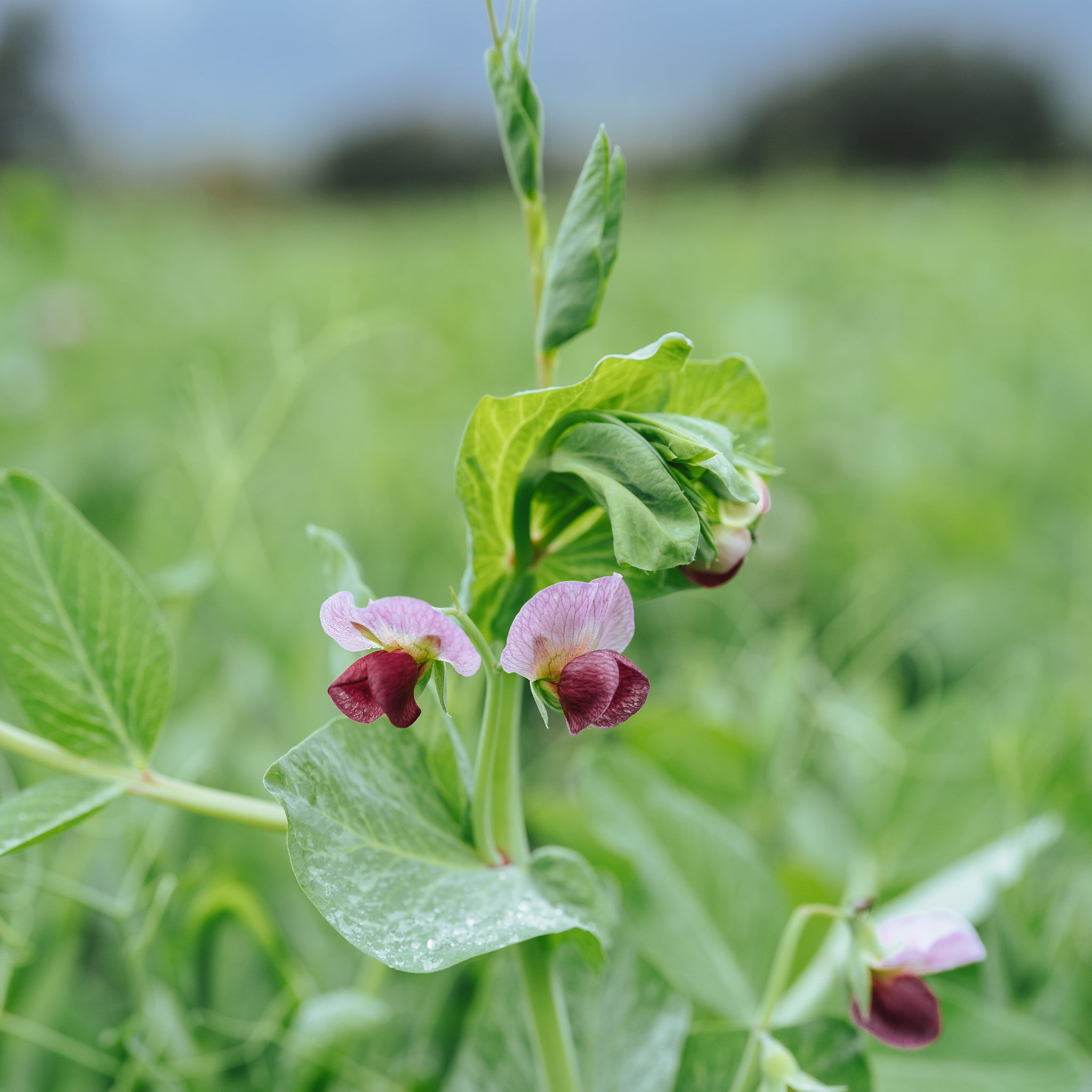 pea plant from seed Field / Forage Pea Seed