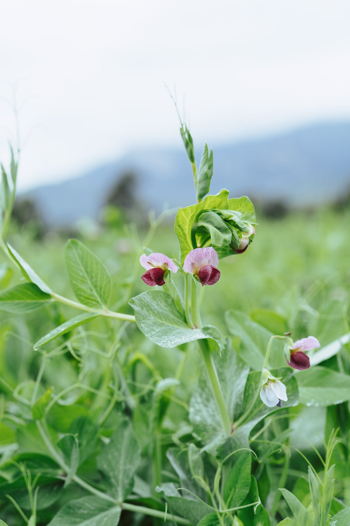 Field / Forage Pea