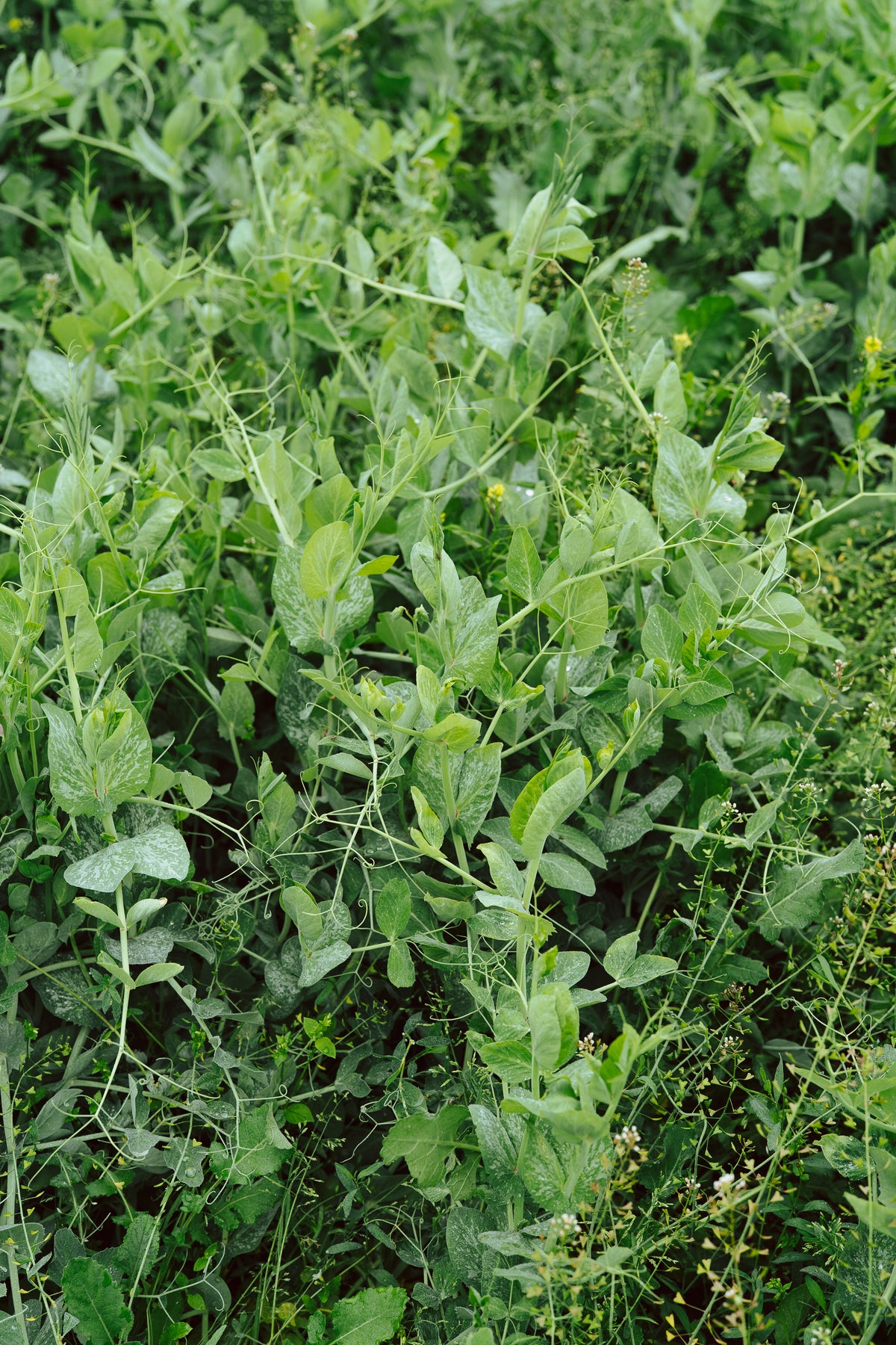 Field / Forage Pea