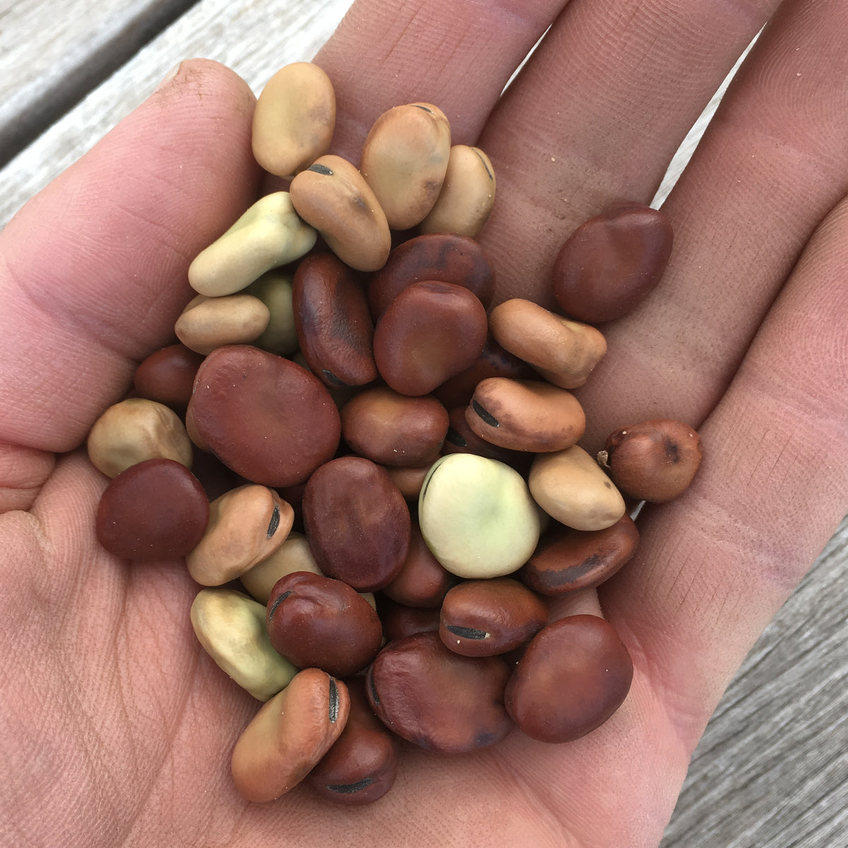 Finnish Fava Bean