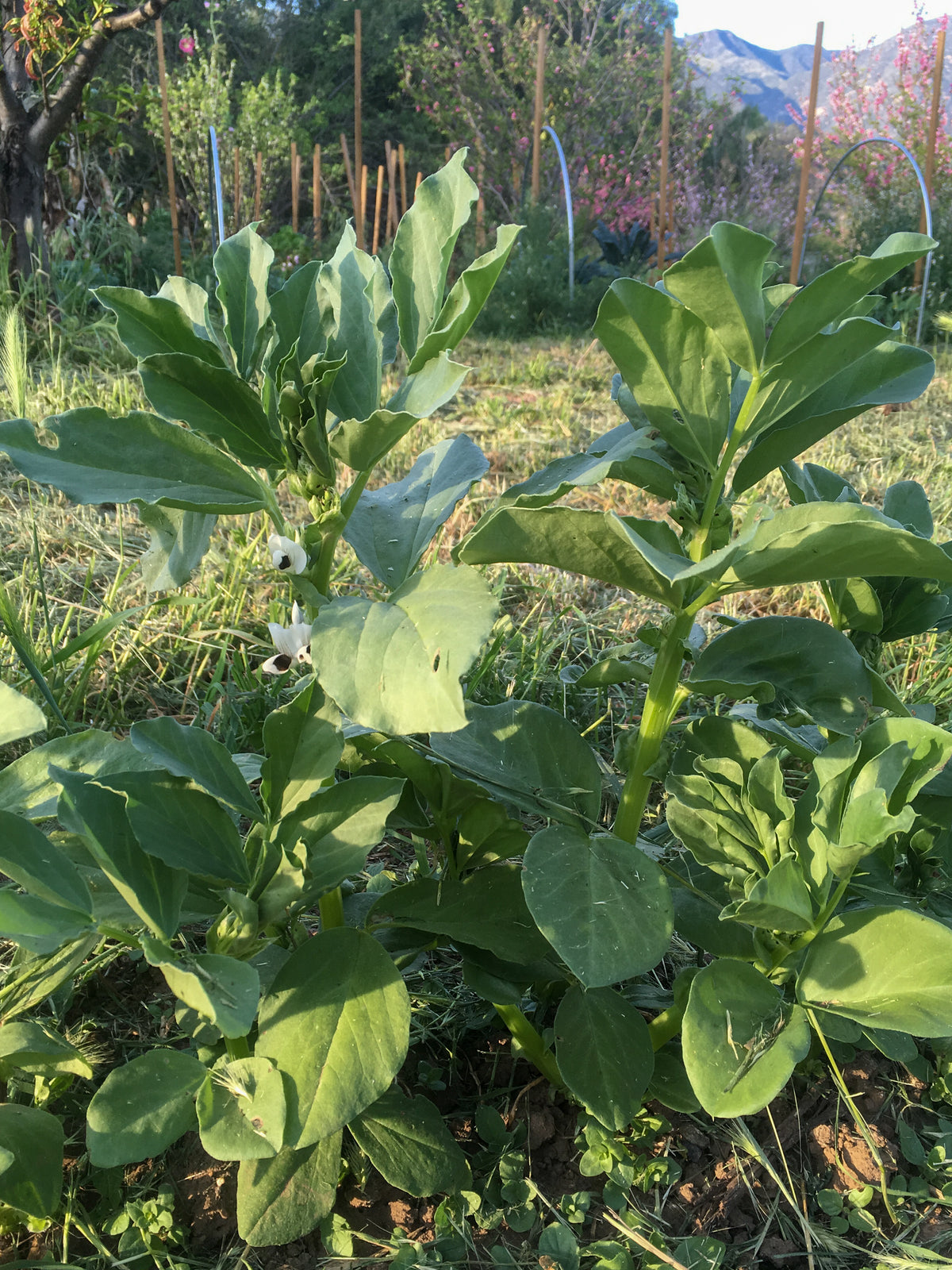 Finnish Fava Bean