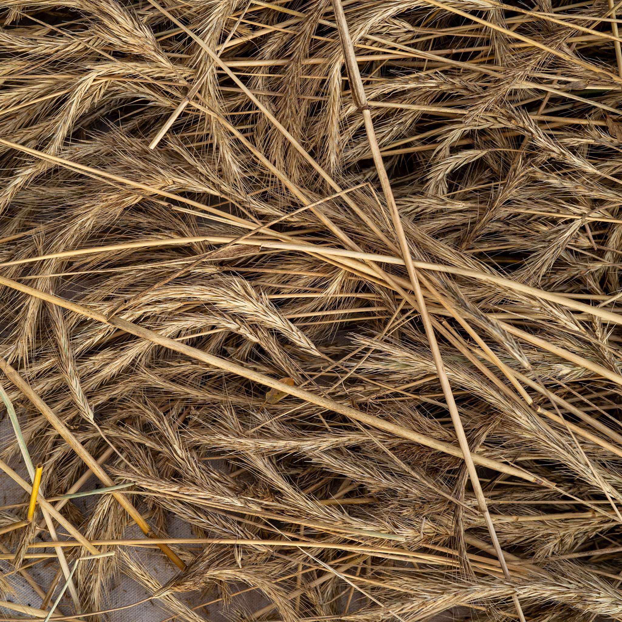 Pechter's Rye Sweetheart's Finnish Rye - The Plant Good Seed Company