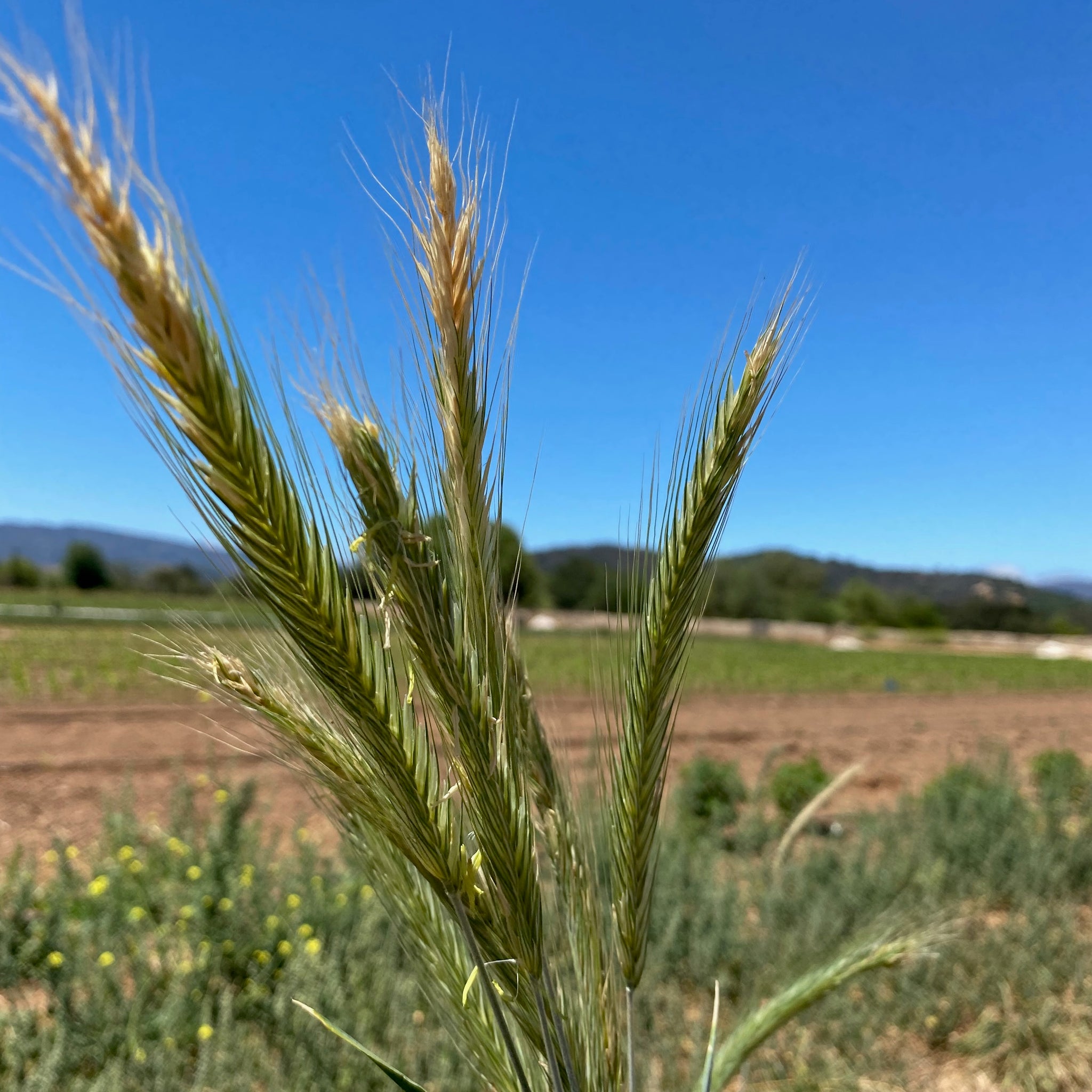 planting rye seed Plant Good Seed Sweethearts Finnish Winter Rye Seeds Heirloom Scandinavian Grain Seed Packet Annual