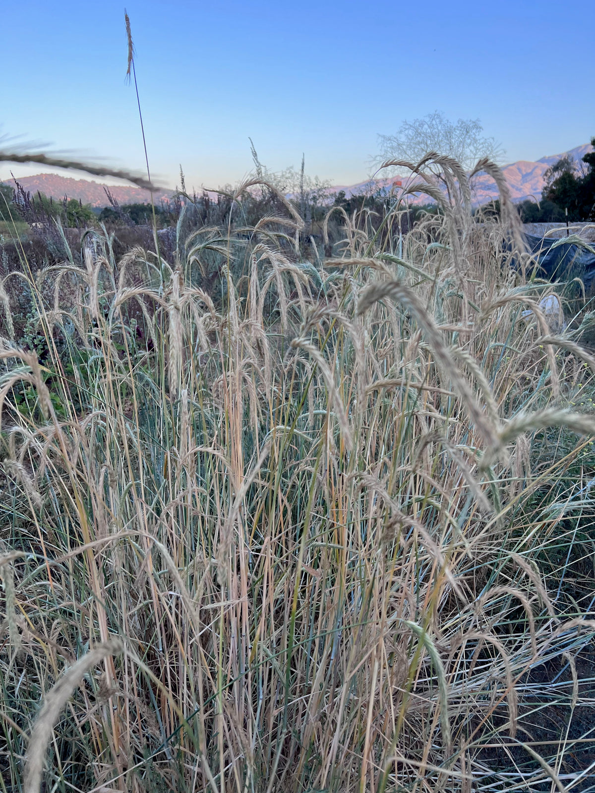 Sweetheart&#39;s Finnish Rye